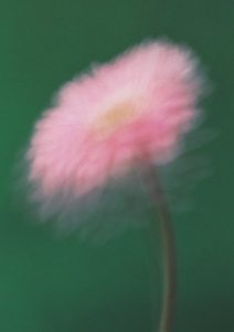 Imagen de una flor rosa borrosa, capturando la belleza suave y el enfoque en los detalles sutiles en nuestros eventos de wellness en Barcelona.